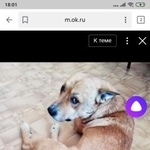 Подробнее об объявлении «Хабаровск Пропал кот» Фото: пропала кошка  «Хабаровск Пропал кот» в г. Хабаровск