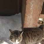 Подробнее об объявлении «Найдена кошка Курган» Фото: найдена кошка  «Найдена кошка Курган» в г. Курган
