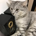 Подробнее об объявлении «Пропал кот Краснодар» Фото: пропала кошка Бенгальская «Пропал кот Краснодар» в г. Краснодар