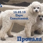 Подробнее об объявлении «Пропала собака сука бишон фризе. Москва» Фото: пропала собака Бишон-фриз «Пропала собака сука бишон фризе. Москва» в г. Москва