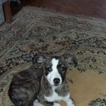 Подробнее об объявлении «Пропала собака щенок Воронеж» Фото: пропала собака  «Пропала собака щенок Воронеж» в г. Воронеж