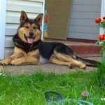 Подробнее об объявлении «Пропала собака кобель Старбеево» Фото: пропала собака  «Пропала собака кобель Старбеево» в г. Старбеево