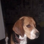 Подробнее об объявлении «Анапа Пропала собака» Фото: пропала собака Бигль «Анапа Пропала собака» в г. Анапа