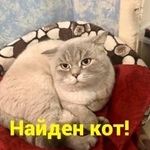 Подробнее об объявлении «Найдена кошка Ростов-на-Дону» Фото: найдена кошка Британская короткошерстная «Найдена кошка Ростов-на-Дону» в г. Ростов-на-Дону