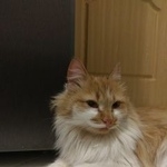 Подробнее об объявлении «Москва Найдена кошка» Фото: найдена кошка  «Москва Найдена кошка» в г. Москва