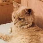 Подробнее об объявлении «Москва Найдена кошка бывшая домашняя кошка на таганке» Фото: найдена кошка Сибирская «Москва Найдена кошка бывшая домашняя кошка на...» в г. Москва