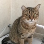 Подробнее об объявлении «Найдена кошка Курган» Фото: найдена кошка  «Найдена кошка Курган» в г. Курган
