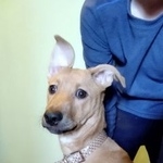 Подробнее об объявлении «Найдена собака Реутов» Фото: найдена собака  «Найдена собака Реутов» в г. Реутов