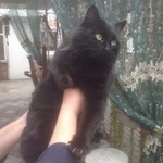 Подробнее об объявлении «Таганрог Найдена кошка окрас чёрный» Фото: найдена кошка  «Таганрог Найдена кошка окрас чёрный» в г. Таганрог