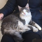 Подробнее об объявлении «Москва Найден кот пушистый серо-белый кот» Фото: найдена кошка  «Москва Найден кот пушистый серо-белый кот» в г. Москва