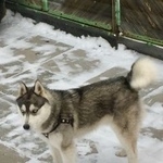 Подробнее об объявлении «Найдена собака замечена хаски в поселке становая Березовский (Свердловская обл.)» Фото: найдена собака  «Найдена собака замечена хаски в поселке...» в г. Березовский (Свердловская обл.)