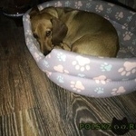 Подробнее об объявлении «Пропала собака кобель такса Аксай (Ростовская обл.)» Фото: пропала собака Такса «Пропала собака кобель такса Аксай (Ростовская...» в г. Аксай (Ростовская обл.)