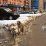 Подробнее об объявлении «Найдена собака кобель вся грязная собака и без ошейника Реутов» Фото: найдена собака  «Найдена собака кобель вся грязная собака и без...» в г. Реутов