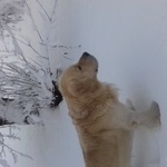 Подробнее об объявлении «Пропала собака кобель Черняховск» Фото: пропала собака Лабрадор ретривер «Пропала собака кобель Черняховск» в г. Черняховск