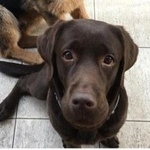 Подробнее об объявлении «Пропала собака Текстильщик» Фото: пропала собака Лабрадор ретривер «Пропала собака Текстильщик» в г. Текстильщик