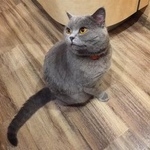 Подробнее об объявлении «Подольск Пропал кот» Фото: пропала кошка Британская короткошерстная «Подольск Пропал кот» в г. Подольск
