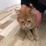 Подробнее об объявлении «Москва Найдена кошка» Фото: найдена кошка  «Москва Найдена кошка» в г. Москва