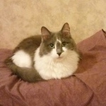 Подробнее об объявлении «Пропала кошка Москва» Фото: пропала кошка  «Пропала кошка Москва» в г. Москва