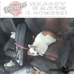 Подробнее об объявлении «Пропала собака Кишинев» Фото: пропала собака  «Пропала собака Кишинев» в г. Кишинев