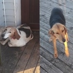 Подробнее об объявлении «Найдена собака гончая лен.область Волхов» Фото: найдена собака Гончая «Найдена собака гончая лен.область Волхов» в г. Волхов