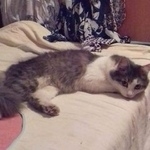 Подробнее об объявлении «Пропал кот. Москва» Фото: пропала кошка  «Пропал кот. Москва» в г. Москва