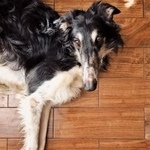 Подробнее об объявлении «Нарофоминск Найдена собака 19.02 борзая московская область» Фото: найдена собака  «Нарофоминск Найдена собака 19.02 борзая...» в г. Нарофоминск