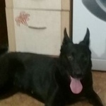 Подробнее об объявлении «Пропала собака Псков» Фото: пропала собака  «Пропала собака Псков» в г. Псков