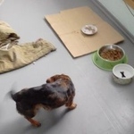 Подробнее об объявлении «Найдена собака Троицк Челябинская обл.» Фото: найдена собака Такса «Найдена собака Троицк Челябинская обл.» в г. Троицк Челябинская обл.