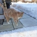 Подробнее об объявлении «Найден кот рыжий Малоярославец» Фото: найдена кошка  «Найден кот рыжий Малоярославец» в г. Малоярославец