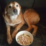 Подробнее об объявлении «Найдена собака кобель, фенотип гончей Белгород» Фото: найдена собака Гончая «Найдена собака кобель, фенотип гончей Белгород» в г. Белгород