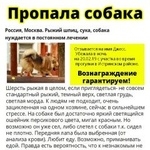 Подробнее об объявлении «Пропала собака шпиц Москва» Фото: пропала собака  «Пропала собака шпиц Москва» в г. Москва