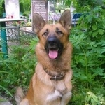 Подробнее об объявлении «Пропала собака кобель Санкт-Петербург» Фото: пропала собака  «Пропала собака кобель Санкт-Петербург» в г. Санкт-Петербург