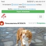 Подробнее об объявлении «Пропал кот собака. Шахты» Фото: пропала кошка Русский охотничий спаниель «Пропал кот собака. Шахты» в г. Шахты