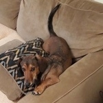 Подробнее об объявлении «Пропала собака кобель такса кобель Санкт-Петербург» Фото: пропала собака Такса «Пропала собака кобель такса кобель Санкт-Петербург» в г. Санкт-Петербург