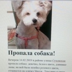 Подробнее об объявлении «Пропала собака Москва» Фото: пропала собака  «Пропала собака Москва» в г. Москва
