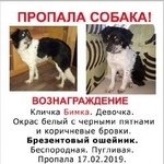 Подробнее об объявлении «Пропала собака Москва» Фото: пропала собака  «Пропала собака Москва» в г. Москва