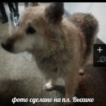 Подробнее об объявлении «Пропала собака 14-летняя собака Москва» Фото: пропала собака  «Пропала собака 14-летняя собака Москва» в г. Москва