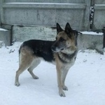 Подробнее об объявлении «Воронеж Найдена собака» Фото: найдена собака Немецкая овчарка «Воронеж Найдена собака» в г. Воронеж