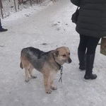 Подробнее об объявлении «Найдена собака Курган» Фото: найдена собака  «Найдена собака Курган» в г. Курган