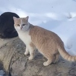 Подробнее об объявлении «Найдена кошка Курган» Фото: найдена кошка  «Найдена кошка Курган» в г. Курган