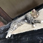 Подробнее об объявлении «Лобня Пропал кот вася» Фото: пропала кошка  «Лобня Пропал кот вася» в г. Лобня