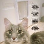 Подробнее об объявлении «Москва Найдена кошка» Фото: найдена кошка  «Москва Найдена кошка» в г. Москва