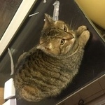 Подробнее об объявлении «Москва Найдена кошка м.крылатское» Фото: найдена кошка  «Москва Найдена кошка м.крылатское» в г. Москва