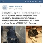 Подробнее об объявлении «Пропала собака кобель помогите  байгур Ростов-на-Дону» Фото: пропала собака Восточно-европейская овчарка «Пропала собака кобель помогите  байгур...» в г. Ростов-на-Дону