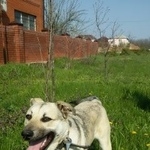 Подробнее об объявлении «Пропала собака кобель Аксай (Ростовская обл.)» Фото: пропала собака  «Пропала собака кобель Аксай (Ростовская обл.)» в г. Аксай (Ростовская обл.)