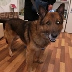 Подробнее об объявлении «Воронеж Найдена собака кобель овчарка» Фото: найдена собака  «Воронеж Найдена собака кобель овчарка» в г. Воронеж