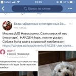 Подробнее об объявлении «Найдена собака йорк. девочка. в красном комбезе Москва» Фото: найдена собака Йоркширский терьер «Найдена собака йорк. девочка. в красном комбезе...» в г. Москва