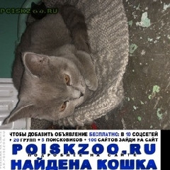 Подробнее об объявлении «Пенза Найдена кошка» Фото: найдена кошка  «Пенза Найдена кошка» в г. Пенза