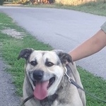 Подробнее об объявлении «Пропала собака кобель пес метис овчарки Аксай (Ростовская обл.)» Фото: пропала собака  «Пропала собака кобель пес метис овчарки Аксай...» в г. Аксай (Ростовская обл.)