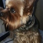 Подробнее об объявлении «Пропала собака кобель Ангарск» Фото: пропала собака Йоркширский терьер «Пропала собака кобель Ангарск» в г. Ангарск